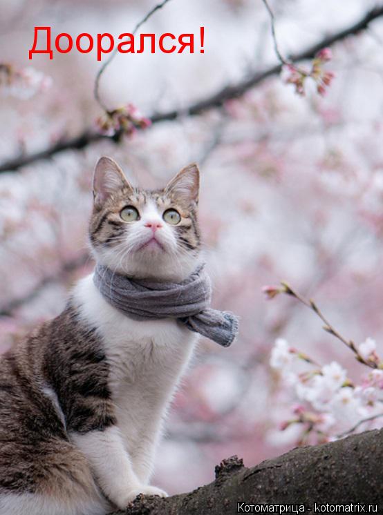 Котоматрица: Доорался!