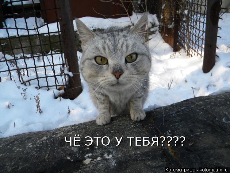 Котоматрица: ЧЁ ЭТО У ТЕБЯ????