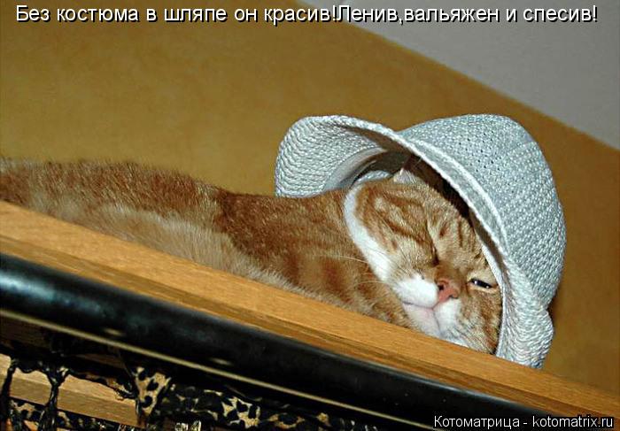 Котоматрица: Без костюма в шляпе он красив!Ленив,вальяжен и спесив!