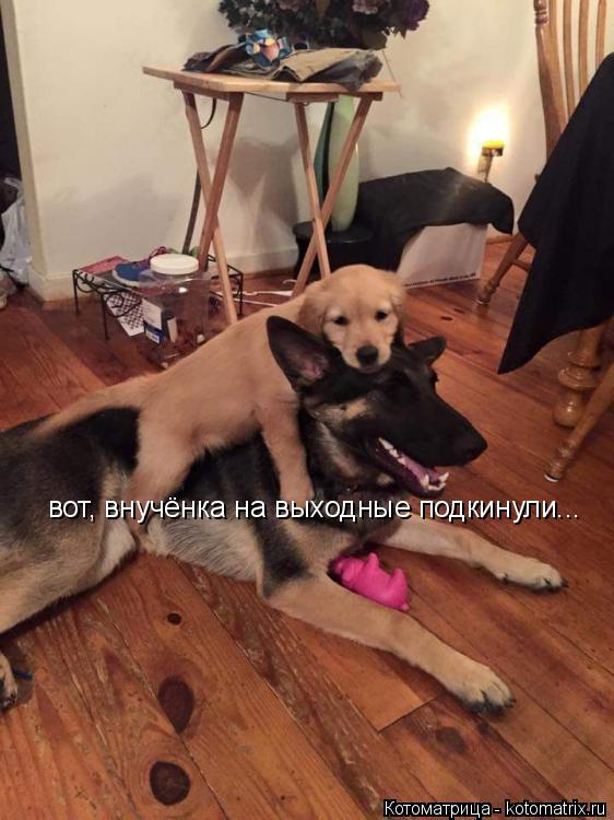 Котоматрица: вот, внучёнка на выходные подкинули...