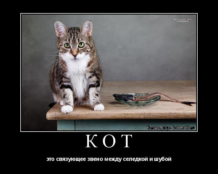 Котоматрица: КОТ это связующее звено между селедкой и шубой