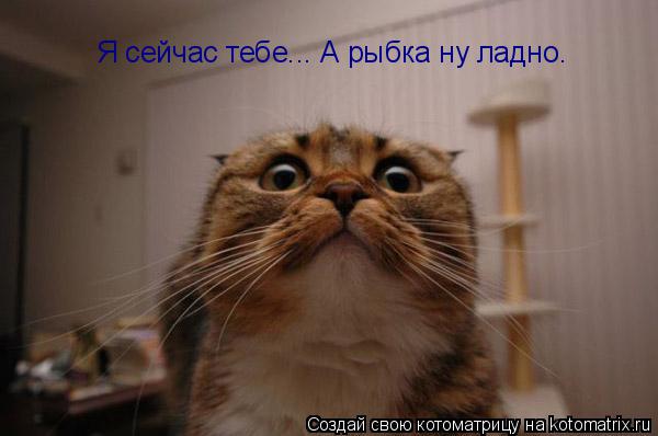 Котоматрица: Я сейчас тебе... А рыбка ну ладно.