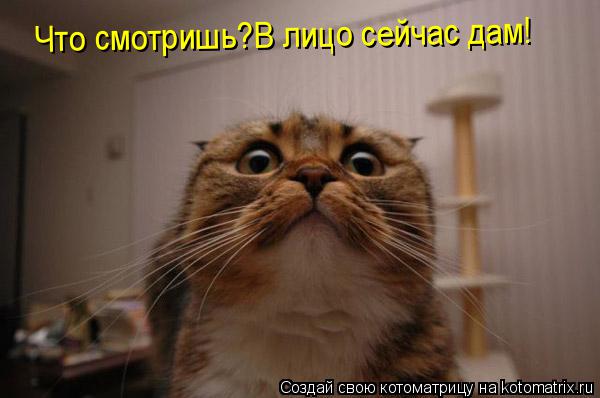 Котоматрица: Что смотришь?В лицо сейчас дам! Что смотришь?В лицо сейчас дам!