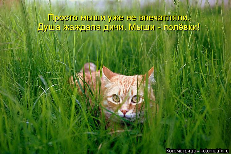 Котоматрица: Просто мыши уже не впечатляли. Душа жаждала дичи. Мыши - полёвки!