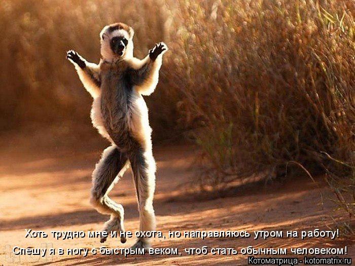 Котоматрица: Хоть трудно мне и не охота, но направляюсь утром на работу! Спешу я в ногу с быстрым веком, чтоб стать обычным человеком!
