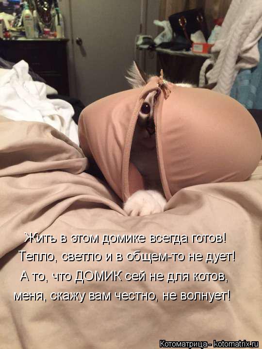 Котоматрица: Жить в этом домике всегда готов! Тепло, светло и в общем-то не дует! А то, что ДОМИК сей не для котов, меня, скажу вам честно, не волнует!
