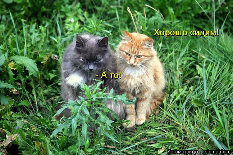 Котоматрица: - Хорошо сидим! - А то!