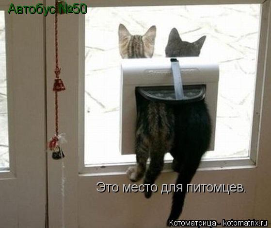 Котоматрица: Автобус №50 Это место для питомцев.