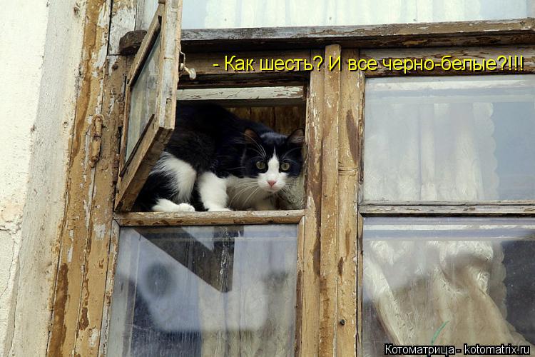 Котоматрица: - Как шесть? И все черно-белые?!!!