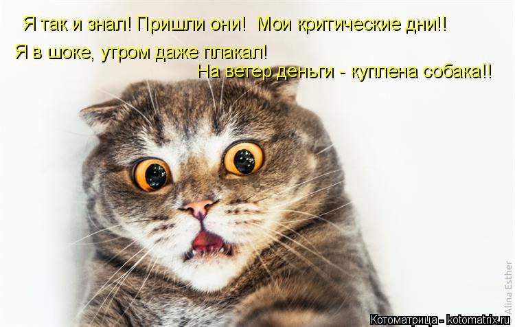 Котоматрица: Я так и знал! Пришли они!  Мои критические дни!! Я в шоке, утром даже плакал!  На ветер деньги - куплена собака!!