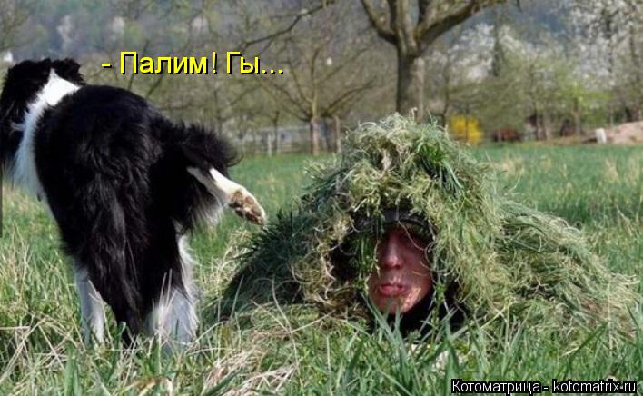 Котоматрица: - Палим! Гы...