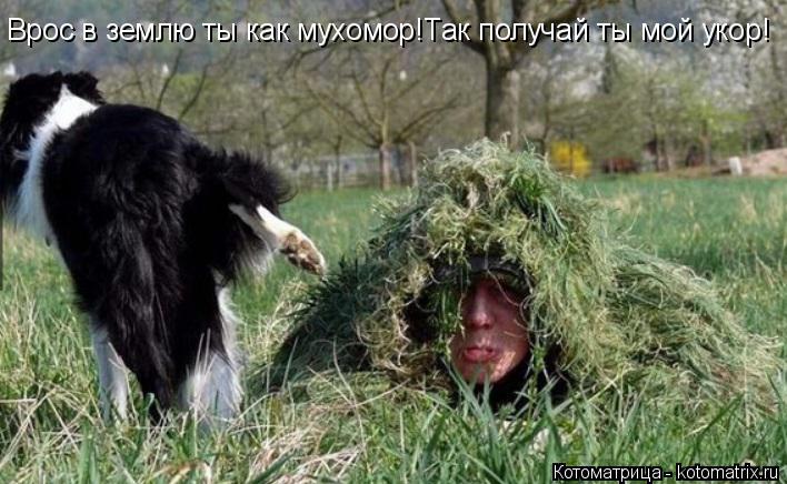 Котоматрица: Врос в землю ты как мухомор!Так получай ты мой укор!