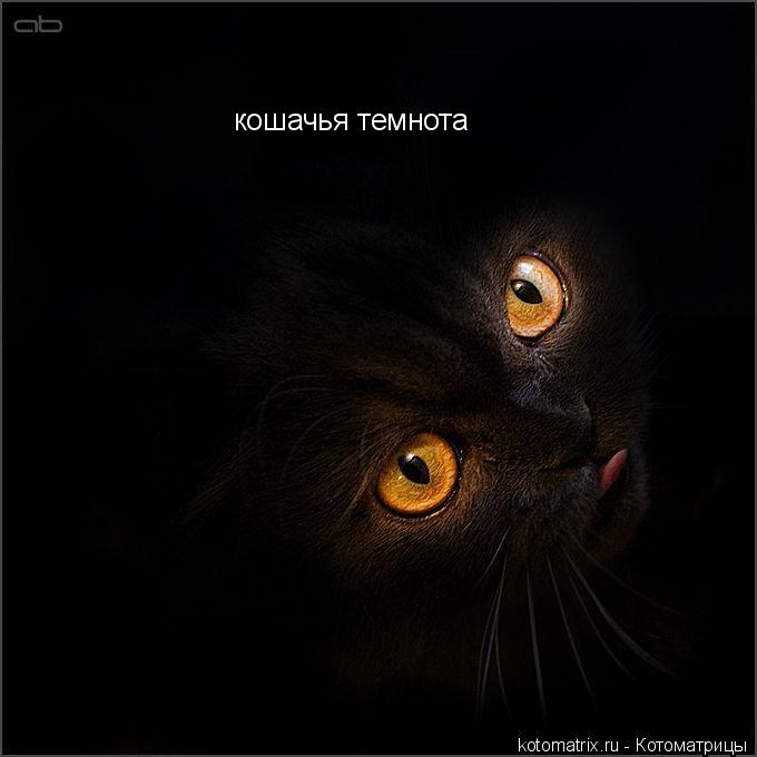 Котоматрица: кошачья темнота