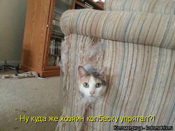 Котоматрица: - Ну куда же хозяин колбаску упрятал?!