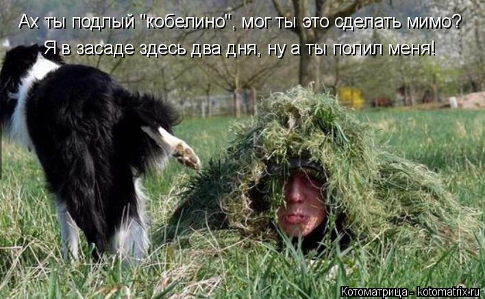 Котоматрица: Ах ты подлый "кобелино", мог ты это сделать мимо? Я в засаде здесь два дня, ну а ты полил меня!