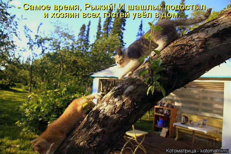 Котоматрица: - Самое время, Рыжий! И шашлык подостыл,  и хозяин всех гостей увёл в дом.
