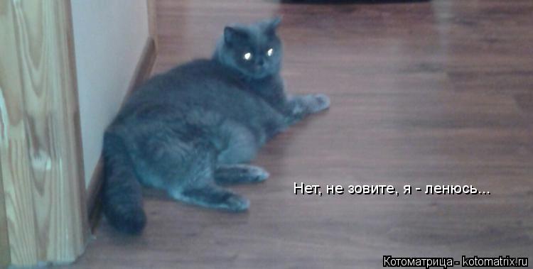 Котоматрица: Нет, не зовите, я - ленюсь...