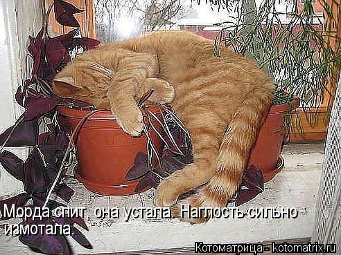 Котоматрица: Морда спит, она устала. Наглость сильно измотала.