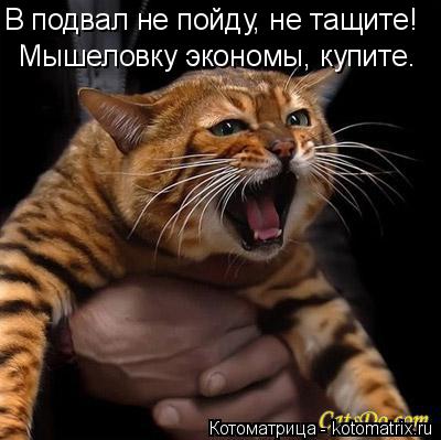 Котоматрица: В подвал не пойду, не тащите! Мышеловку экономы, купите.