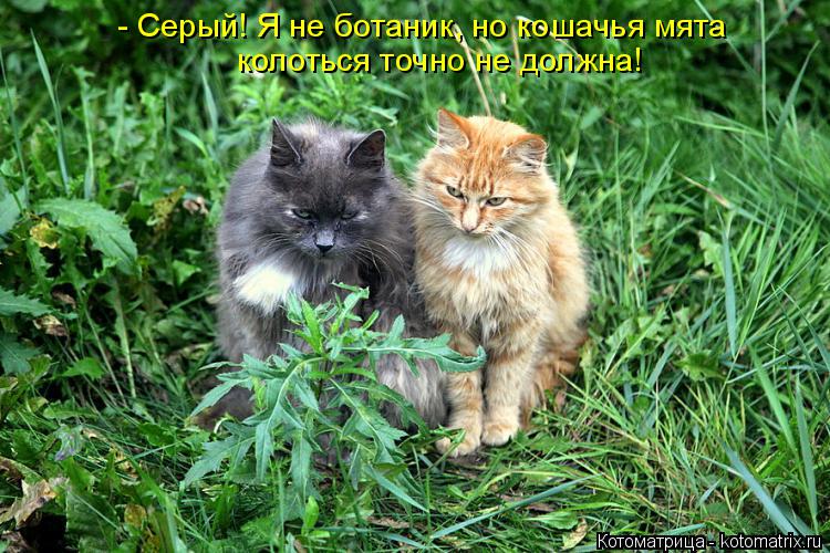 Котоматрица: - Серый! Я не ботаник, но кошачья мята колоться точно не должна!