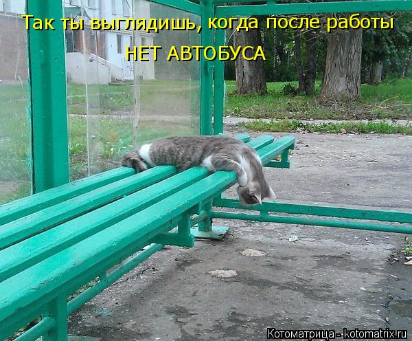 Котоматрица: Так ты выглядишь, когда после работы НЕТ АВТОБУСА