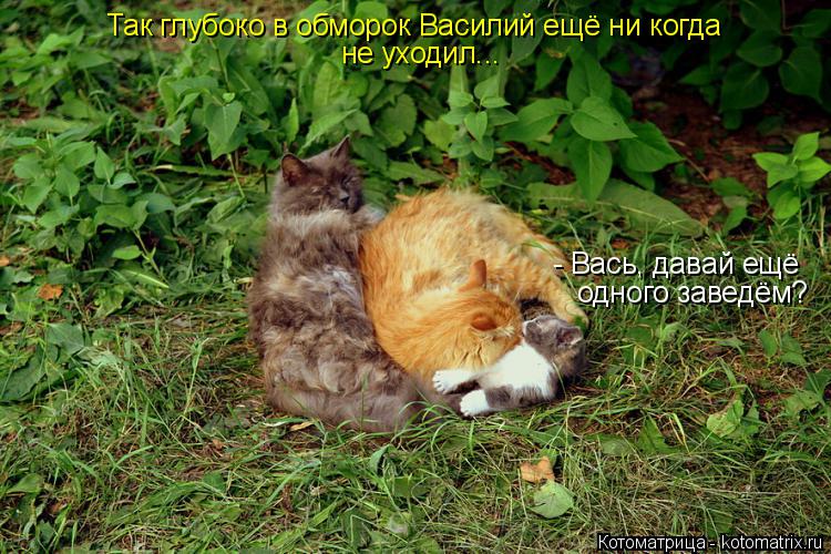Котоматрица: - Вась, давай ещё  одного заведём? Так глубоко в обморок Василий ещё ни когда не уходил...