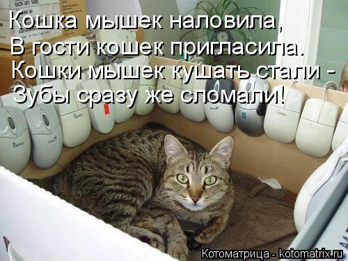 Котоматрица: Кошка мышек наловила, В гости кошек пригласила. Кошки мышек кушать стали - Зубы сразу же сломали!