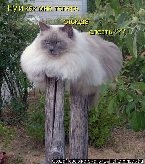 Котоматрица: Ну и как мне теперь отсюда слезть???