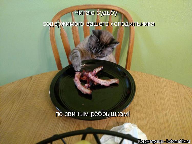 Котоматрица: Читаю судьбу  содержимого вашего холодильника по свиным рёбрышкам!