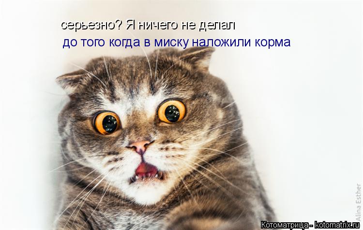 Котоматрица: серьезно? Я ничего не делал до того когда в миску наложили корма