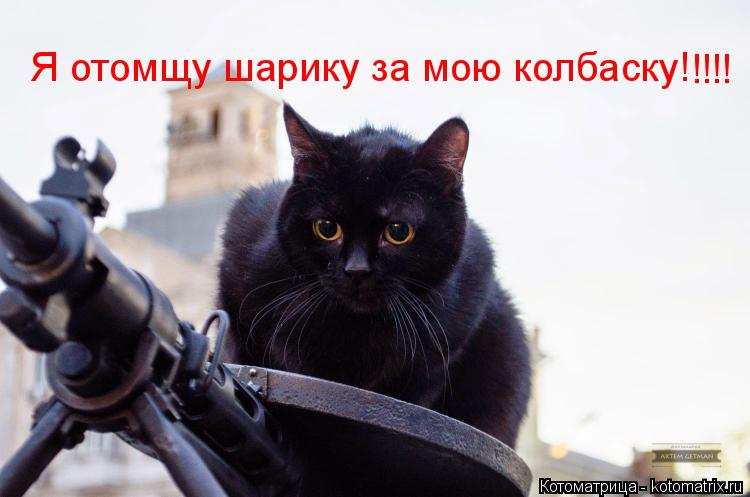 Котоматрица: Я отомщу шарику за мою колбаску! !!!!