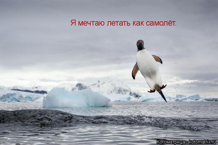 Котоматрица: Я мечтаю летать как самолёт.