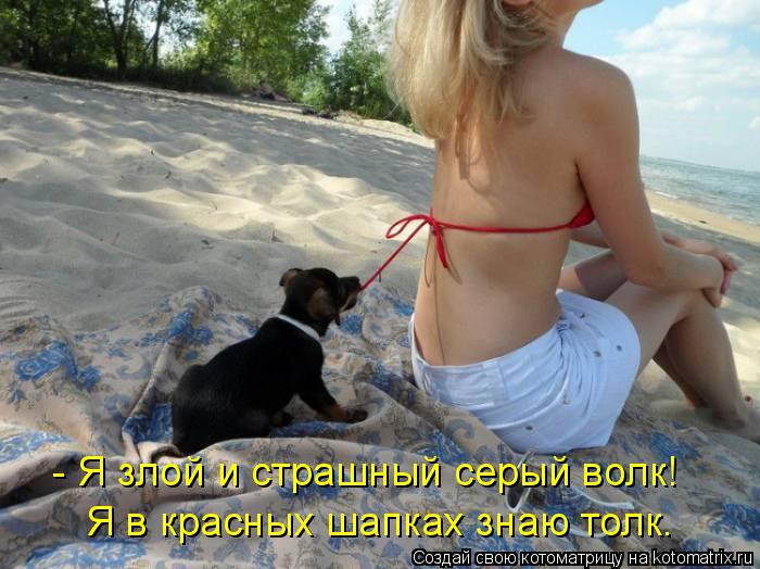 Я в красных шапках знаю толк. - Я злой и страшный серый волк!... Котоматрица: Я в красных шапках знаю толк. - Я злой и страшный серый волк!