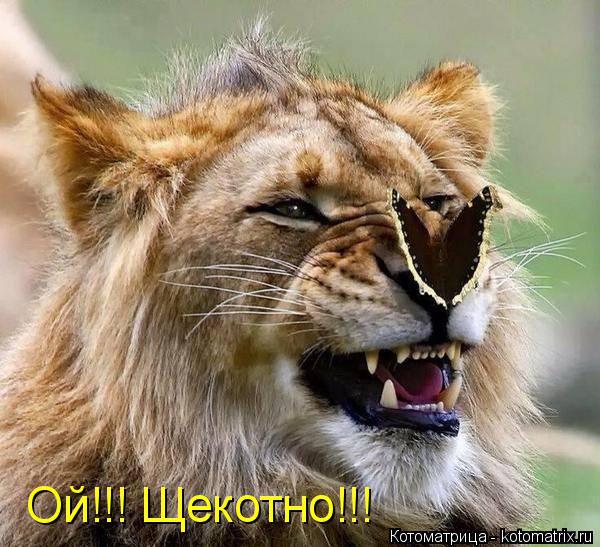 Котоматрица: Ой!!! Щекотно!!!