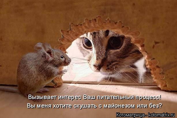 Котоматрица: Вызывает интерес Ваш питательный процесс! Вы меня хотите скушать с майонезом или без?