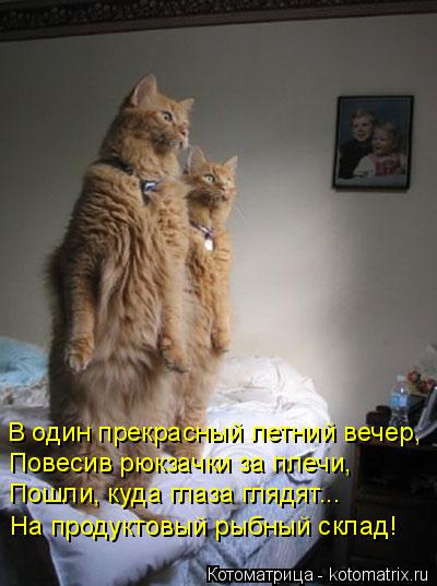 Котоматрица: В один прекрасный летний вечер, Повесив рюкзачки за плечи, Пошли, куда глаза глядят... На продуктовый рыбный склад!