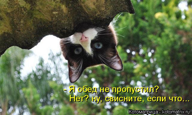 Котоматрица: - Я обед не пропустил? Нет? ну, свисните, если что...