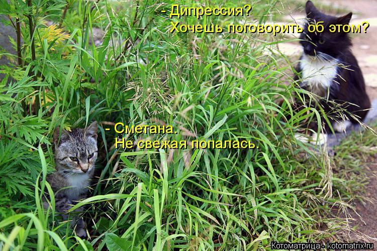 Котоматрица: - Дипрессия?  Хочешь поговорить об этом? - Сметана. Не свежая попалась.