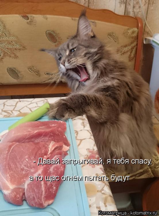 Котоматрица: - Давай запрыгивай, я тебя спасу, а то щас огнём пытать будут