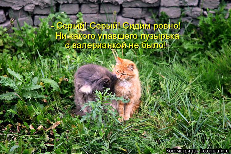 Котоматрица: - Серый! Серый! Сидим ровно! Ни какого упавшего пузырька  с валерианкой не было!