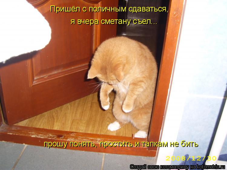 Пришёл с поличным сдаваться, я вчера сметану съел... прошу понять, простить и тапкам не бить... Котоматрица: Пришёл с поличным сдаваться, я вчера сметану съел... прошу понять, простить и тапкам не бить