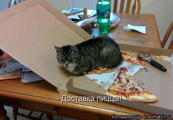 Котоматрица: - Доставка пиццы!