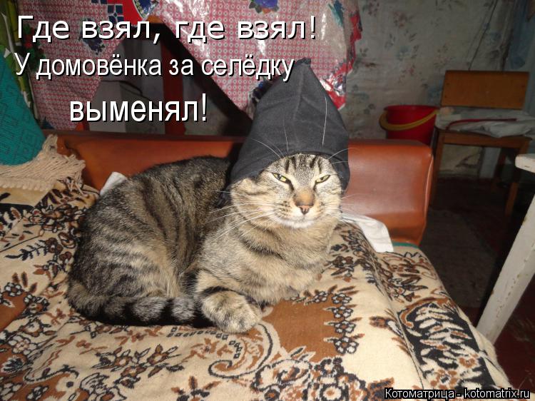 Где взял, где взял! У домовёнка за селёдку выменял!... Котоматрица: Где взял, где взял! У домовёнка за селёдку выменял!