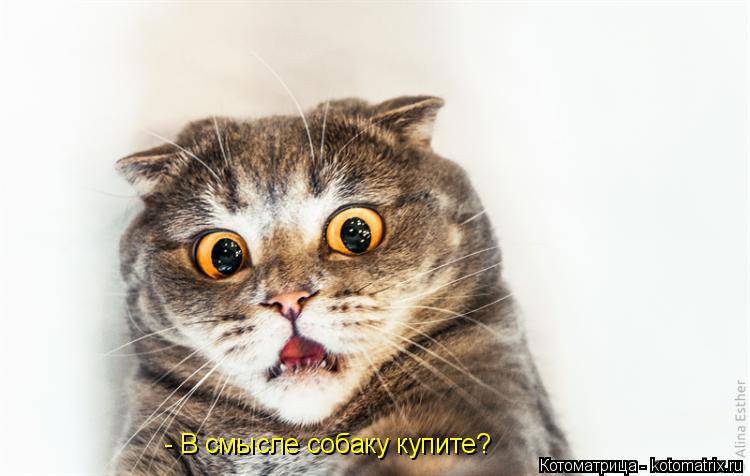 Котоматрица: - В смысле собаку купите?