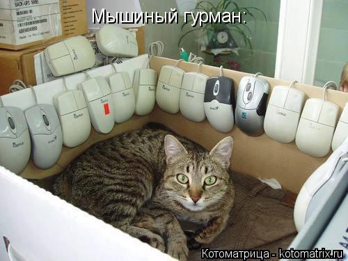 Мышиный гурман:... Котоматрица: Мышиный гурман: