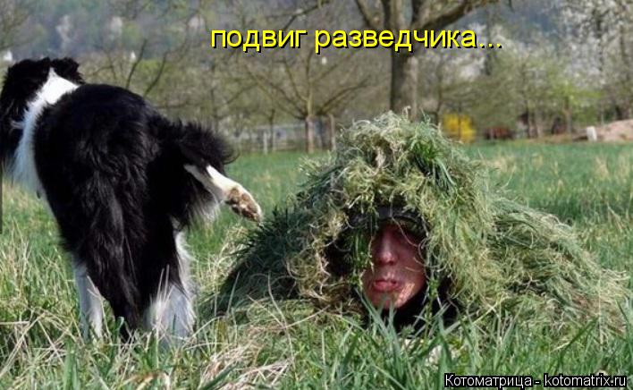 подвиг разведчика...... Котоматрица: подвиг разведчика...