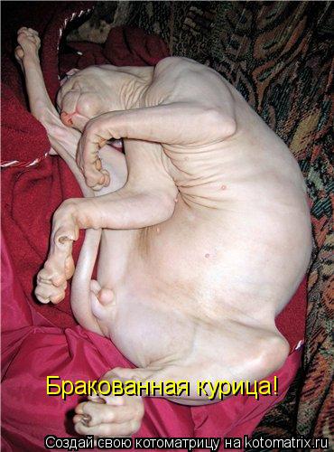 Котоматрица: Бракованная курица!