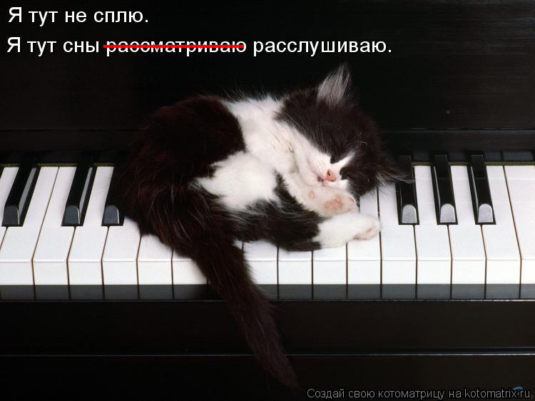 Я тут не сплю. Я тут сны рассматриваю расслушиваю. _______... Котоматрица: Я тут не сплю. Я тут сны рассматриваю расслушиваю. _______