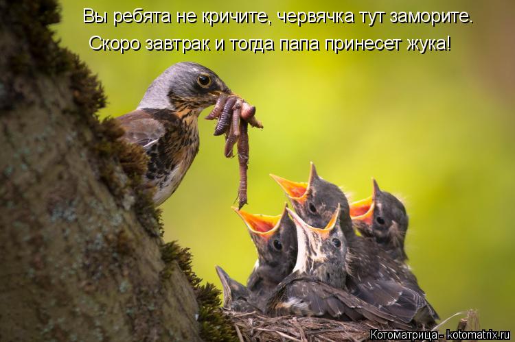 Вы ребята не кричите, червячка тут заморите. Скоро завтрак и тогда папа принесет жука!... Котоматрица: Вы ребята не кричите, червячка тут заморите. Скоро завтрак и тогда папа принесет жука!
