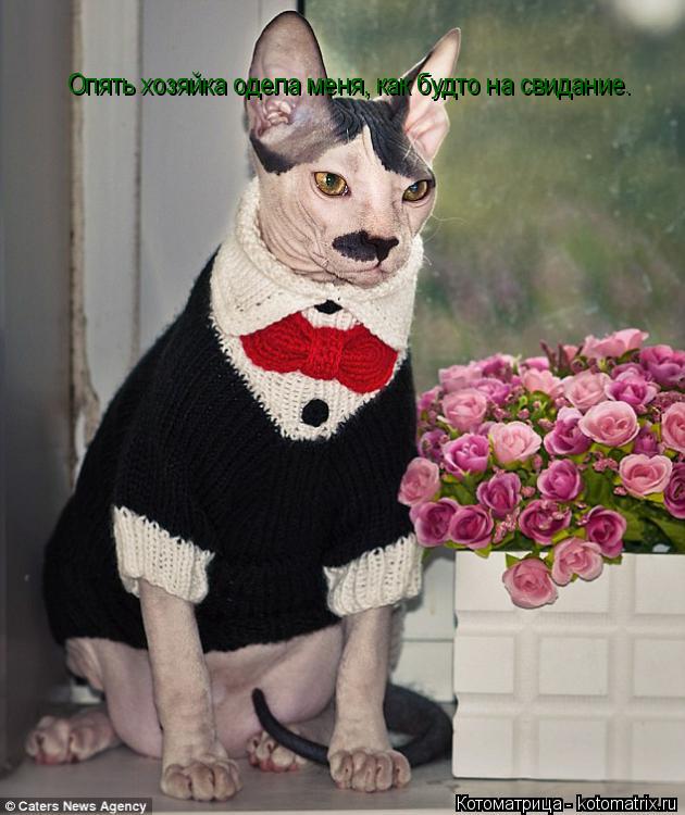 Котоматрица: Опять хозяйка одела меня, как будто на свидание.